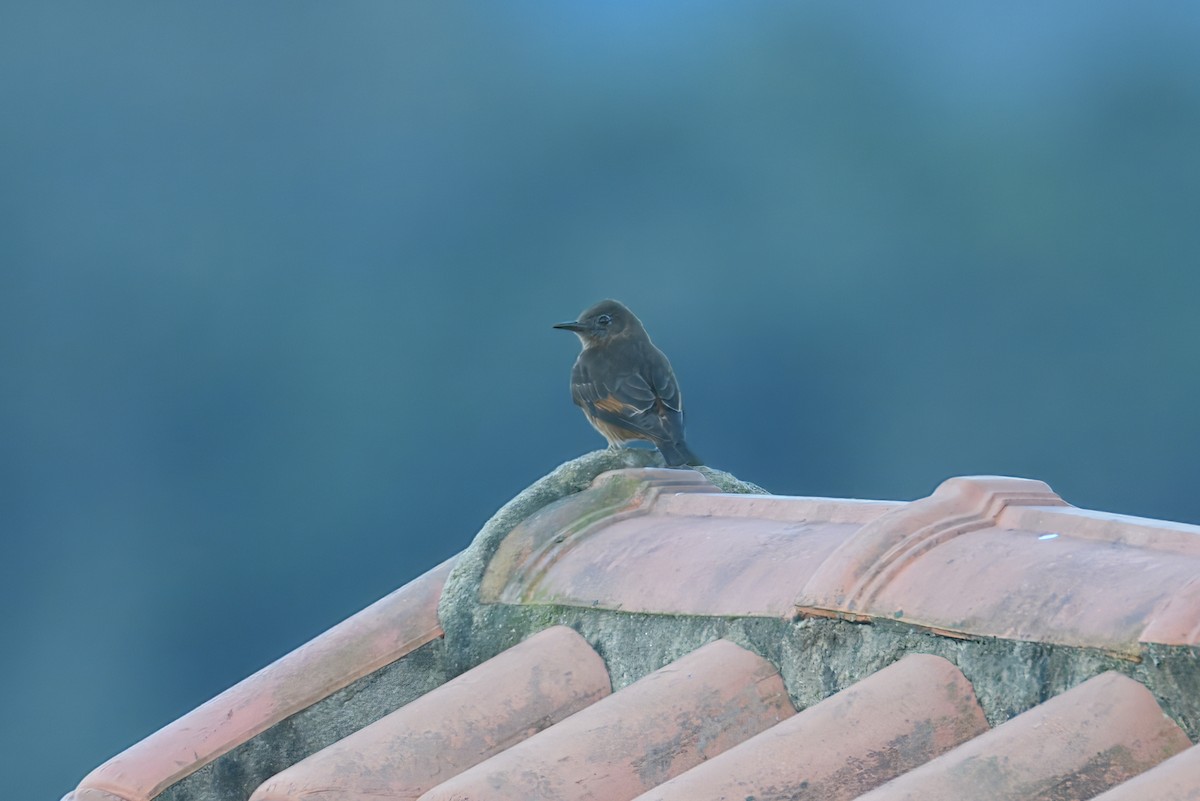 Cliff Flycatcher (Swallow) - ML643614038