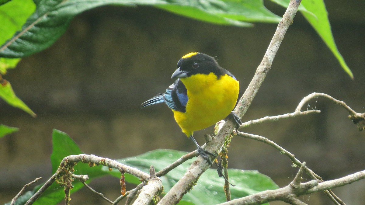Blue-winged Mountain Tanager - ML643614054