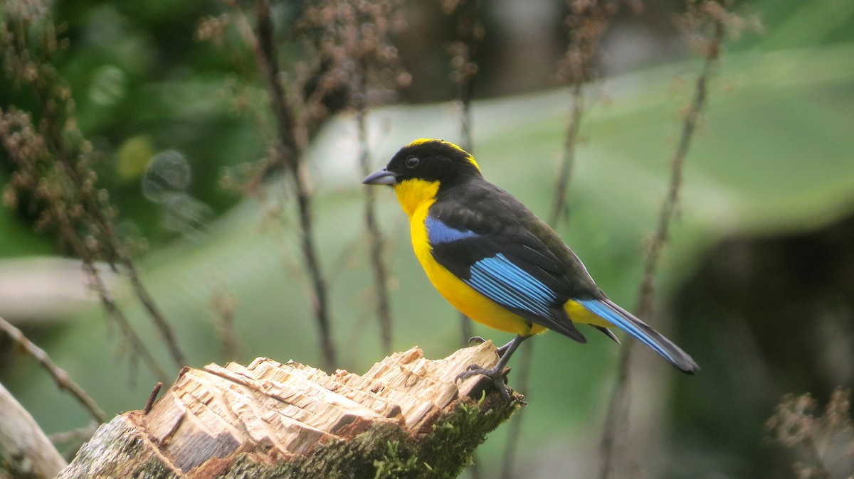 Blue-winged Mountain Tanager - ML643614055
