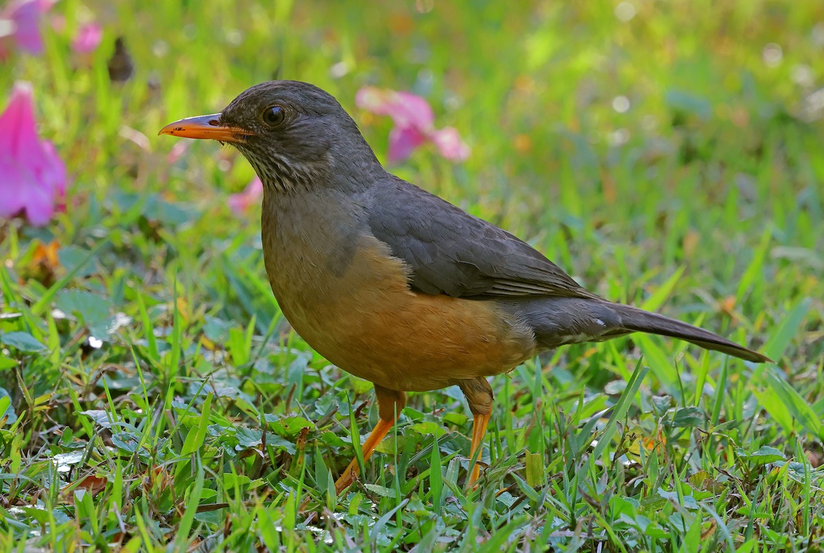 Olive Thrush - ML643614064