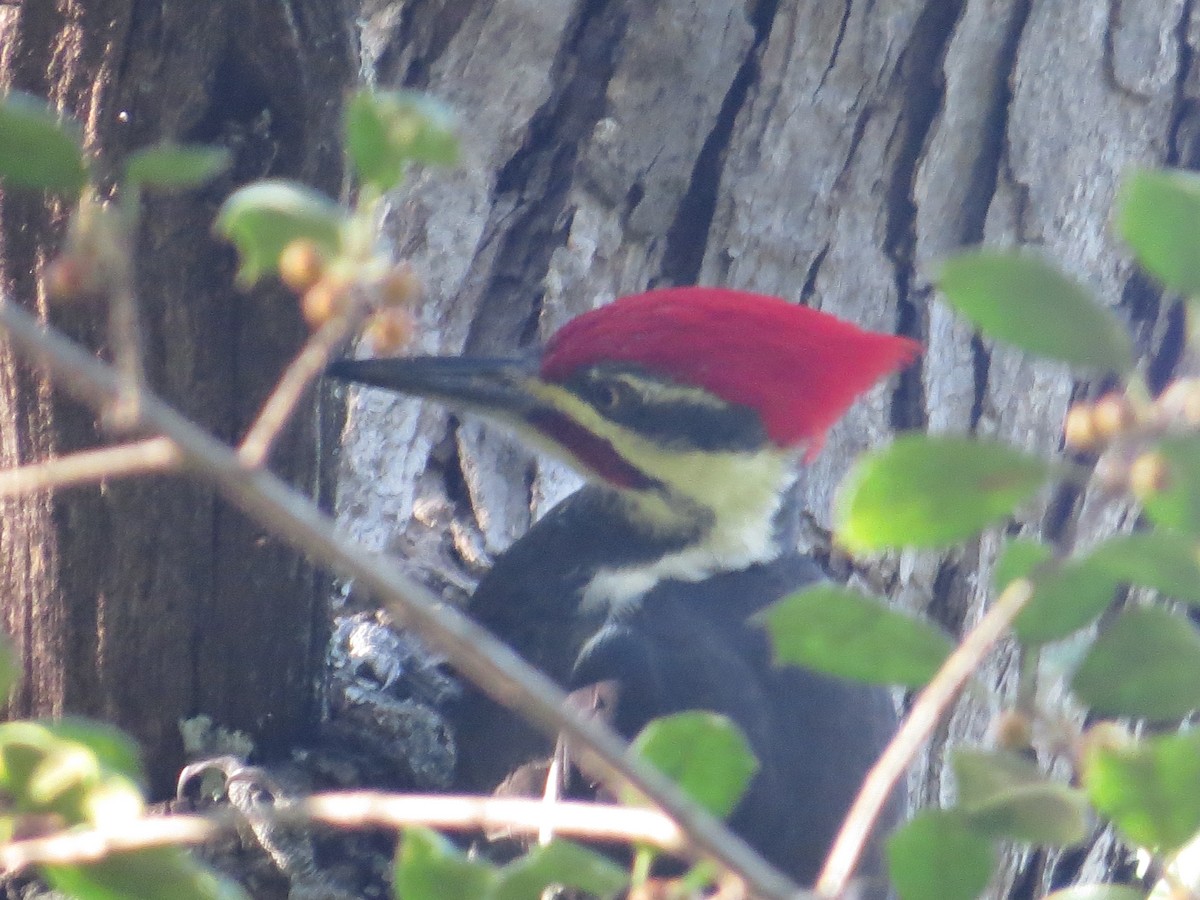 Helmspecht - ML643614066