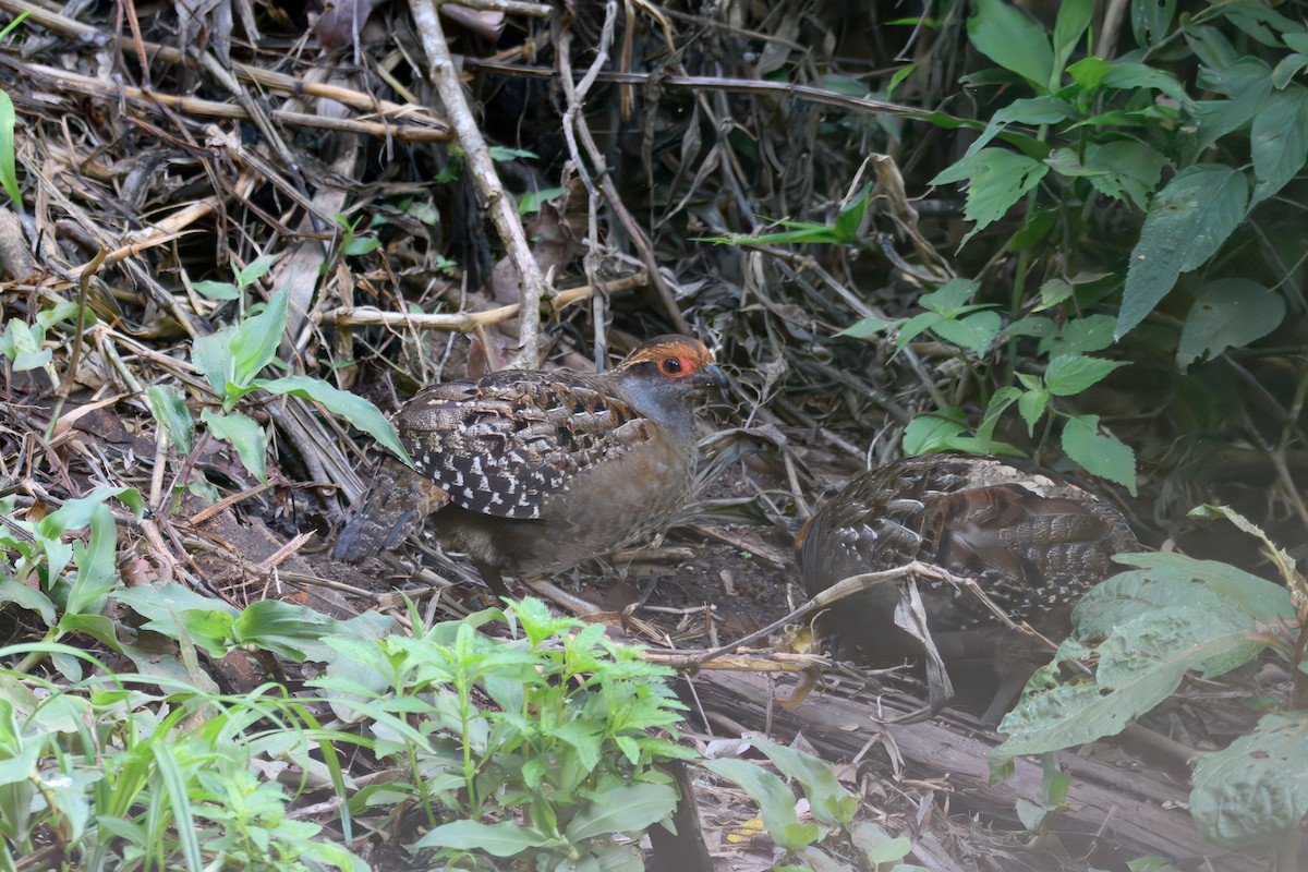Spot-winged Wood-Quail - ML643614112