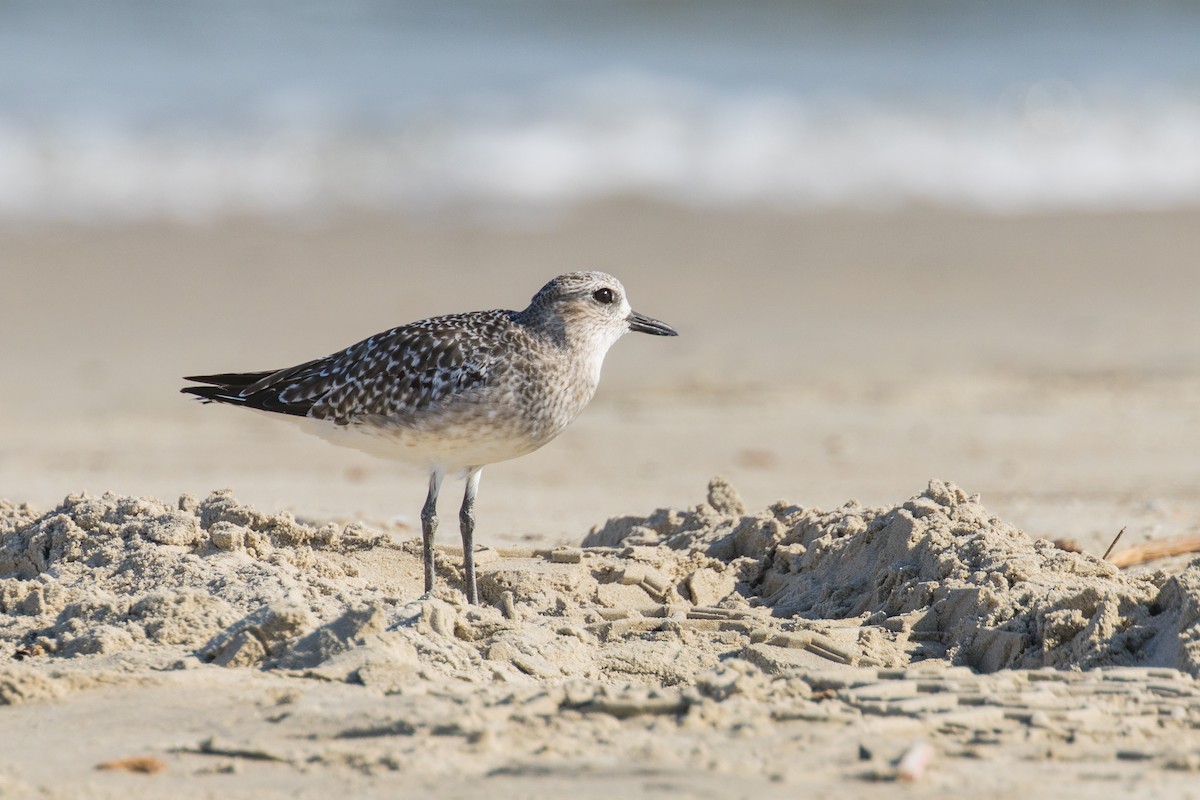 Black-bellied Plover - ML643614116