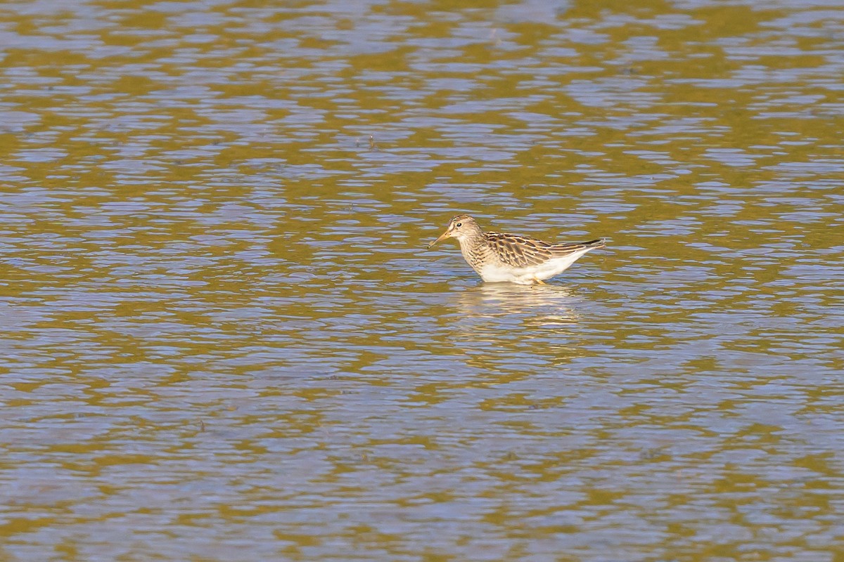 Pectoral Sandpiper - ML643614118