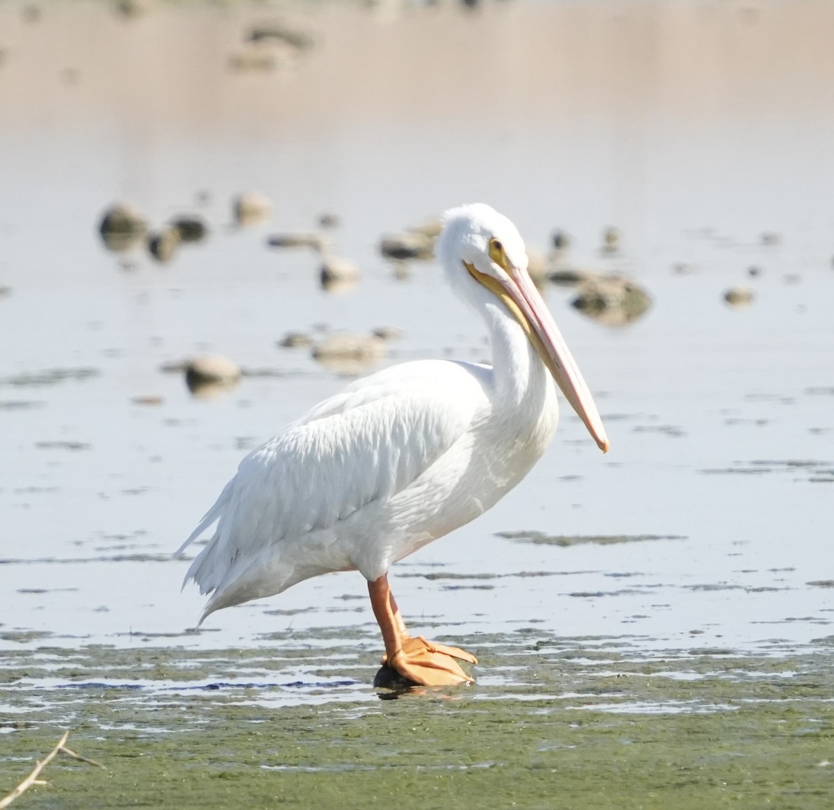 American White Pelican - ML643614140