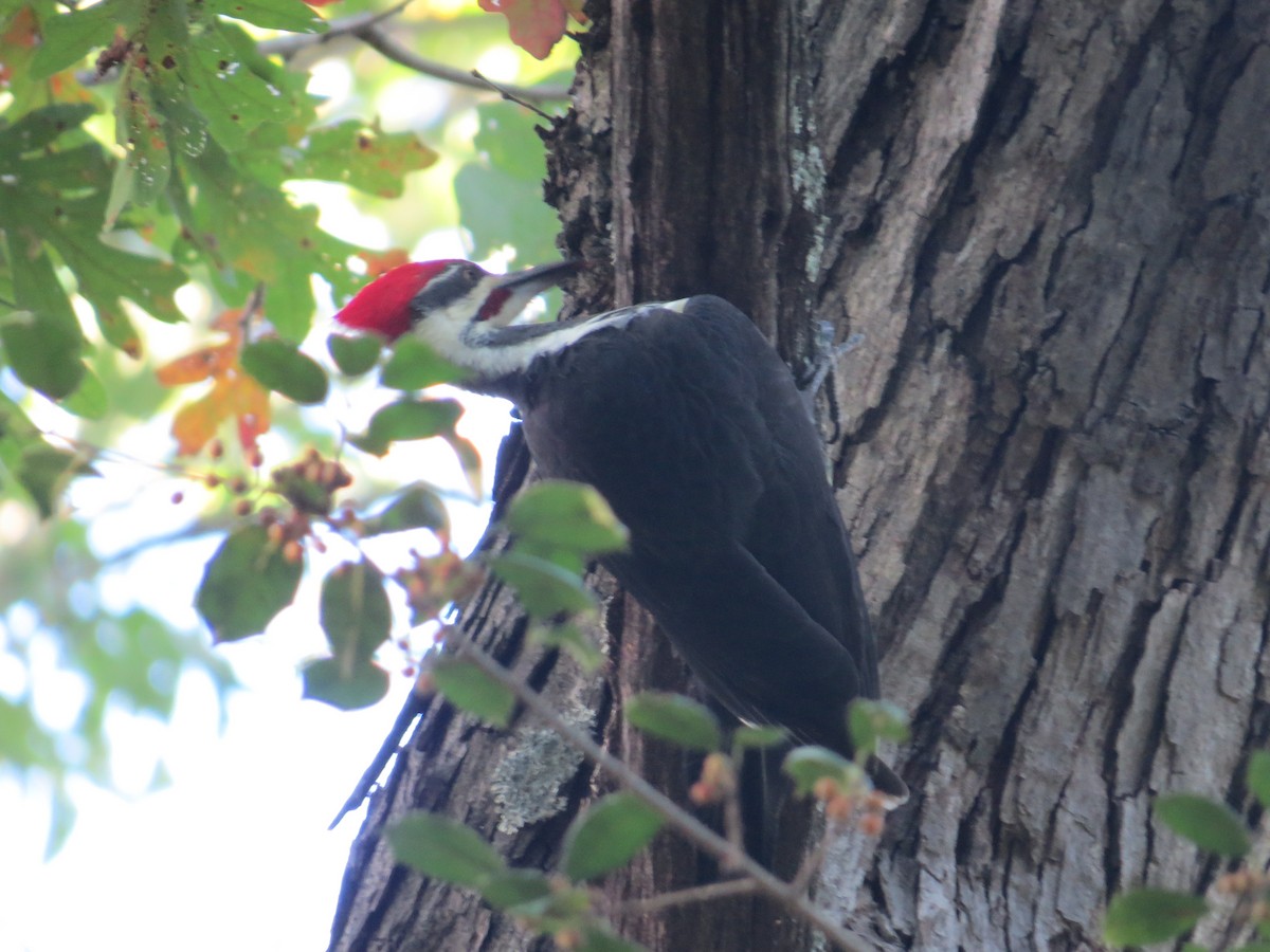 Helmspecht - ML643614144