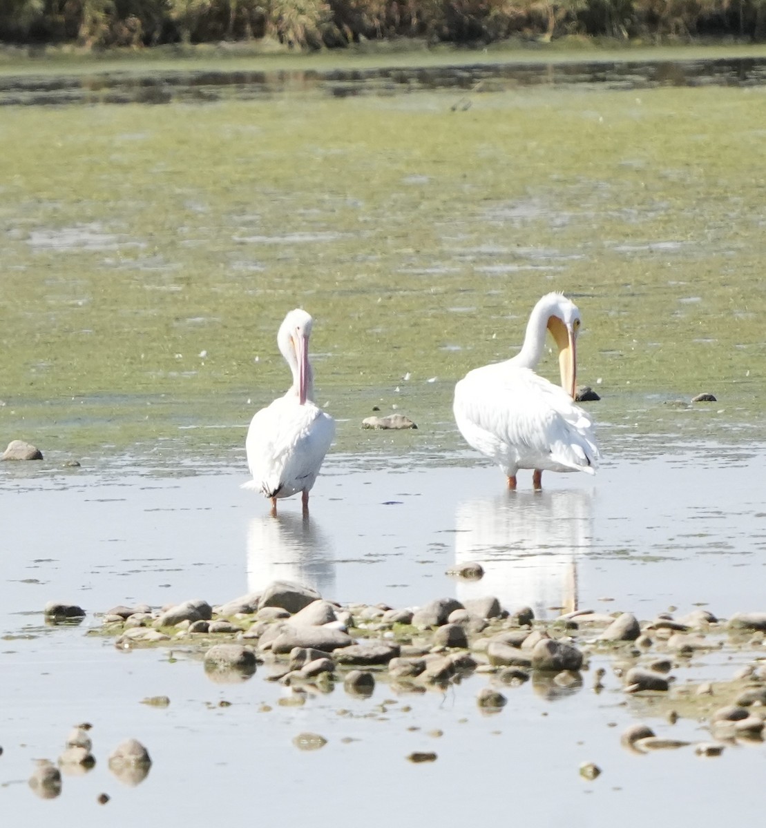American White Pelican - ML643614146