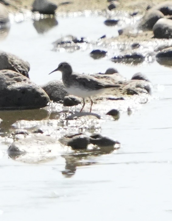 Pectoral Sandpiper - ML643614149