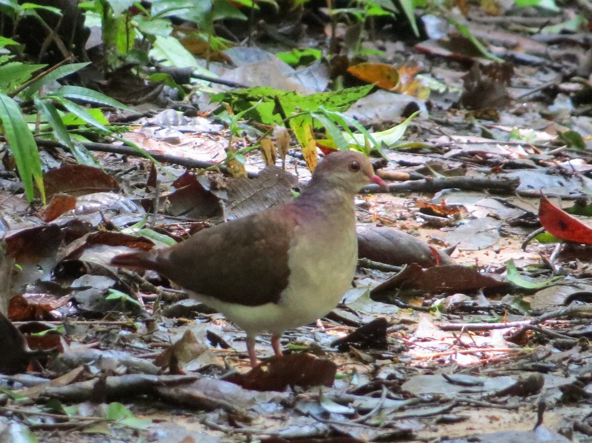 Violaceous Quail-Dove - ML643614152