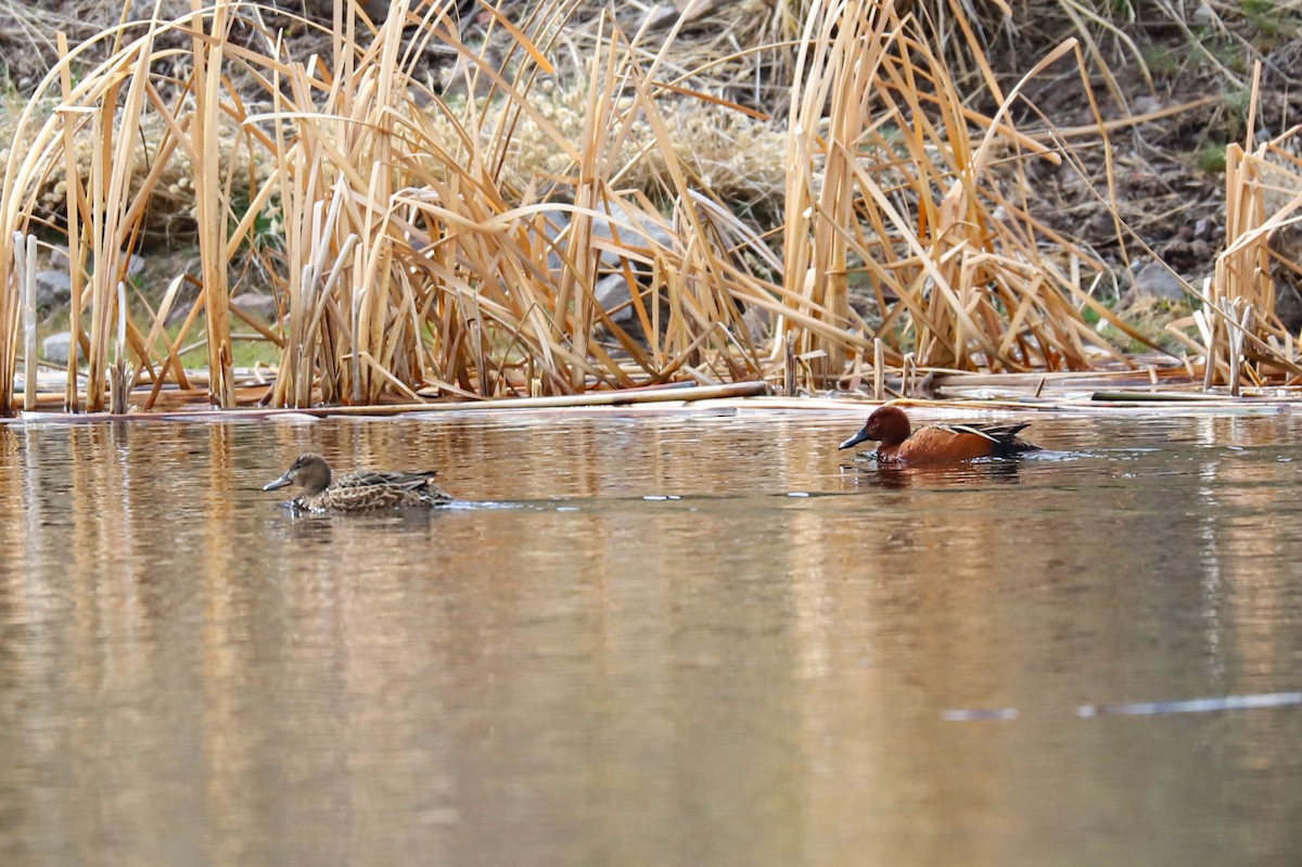 Cinnamon Teal - ML643614171
