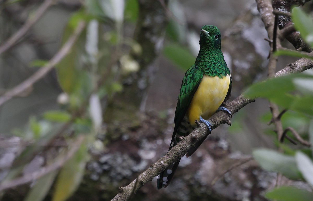 African Emerald Cuckoo - ML643614175