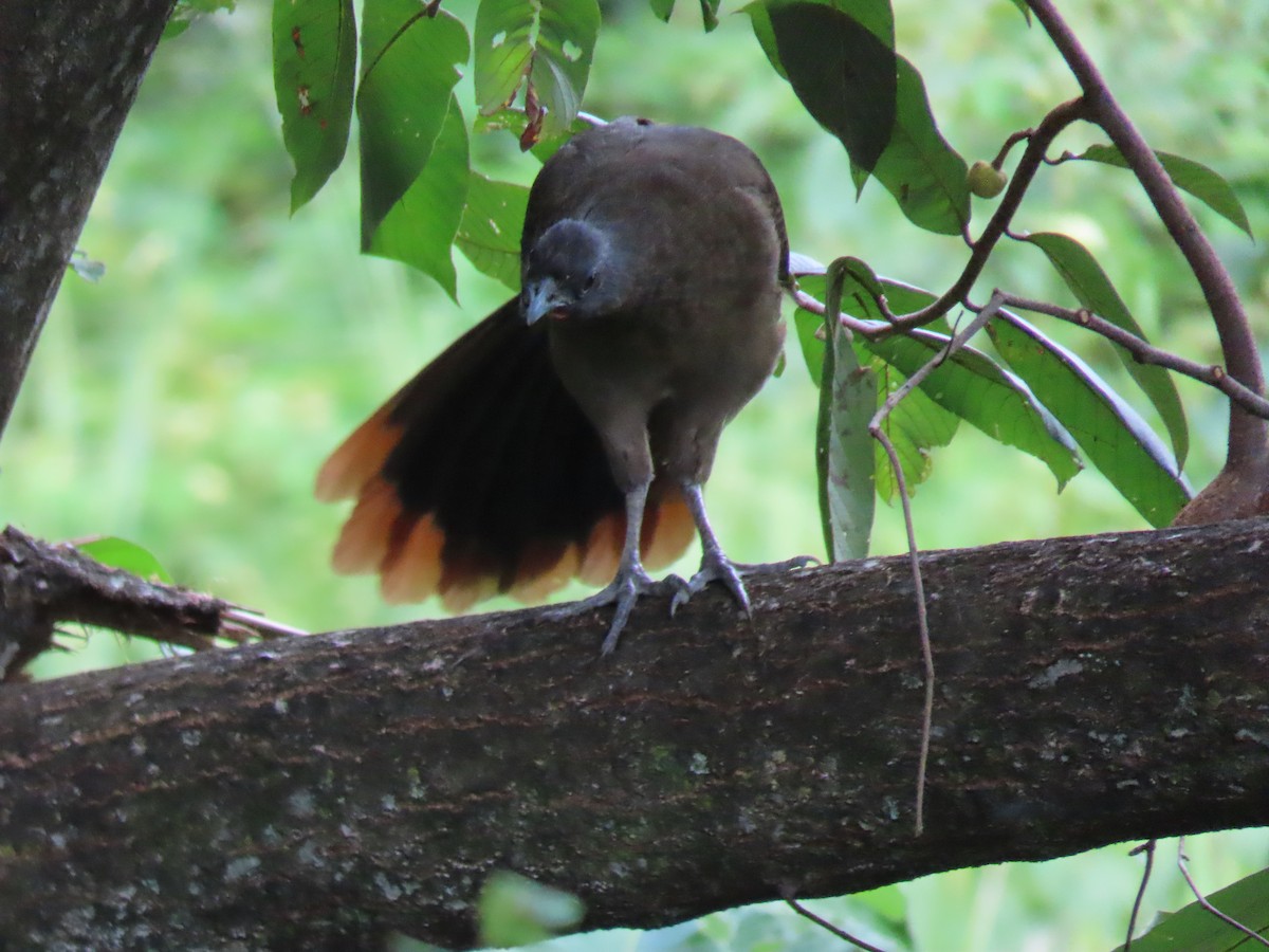 Rufous-vented Chachalaca - ML643614177