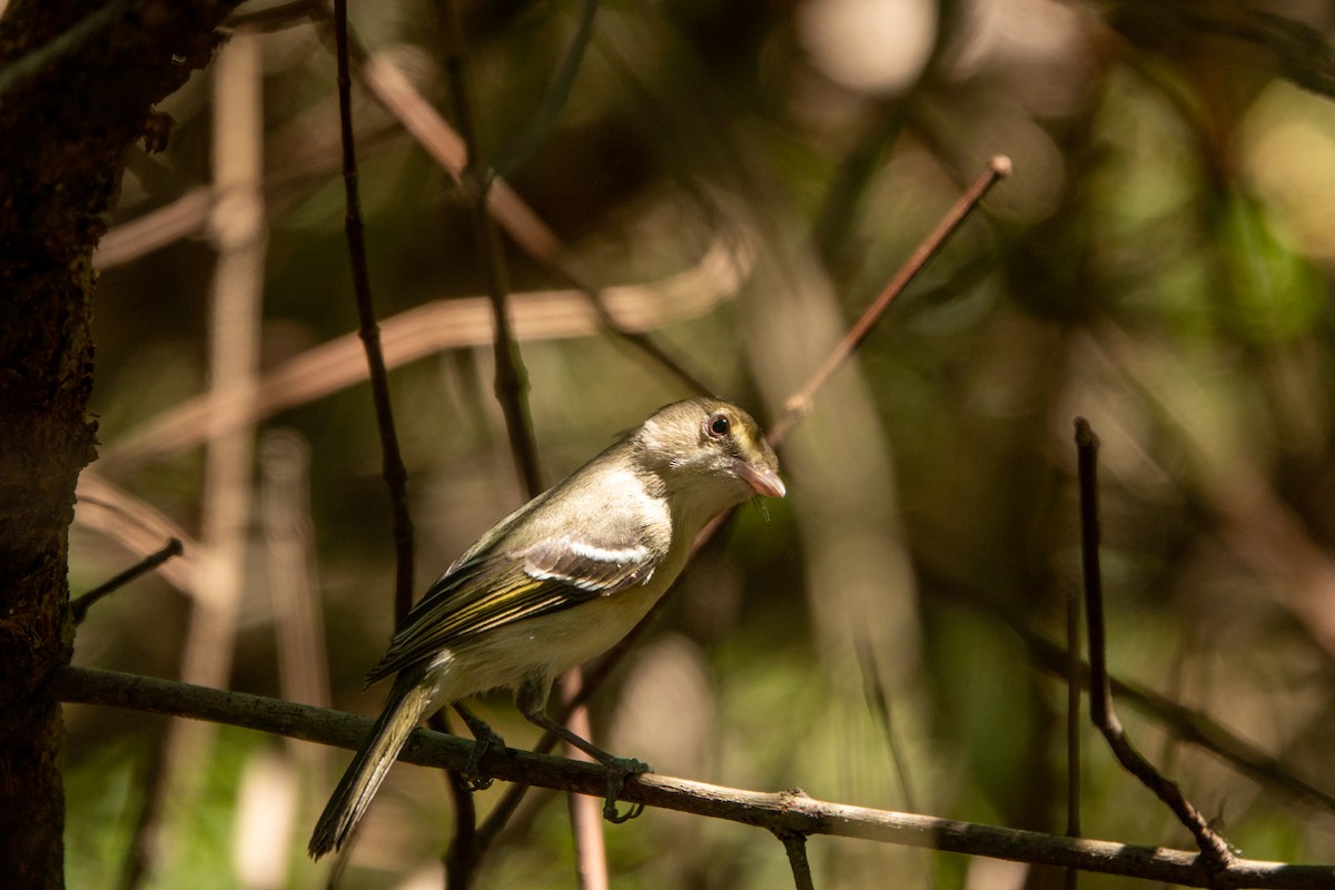 Mangrove Vireo (Southern Central America) - ML643614182