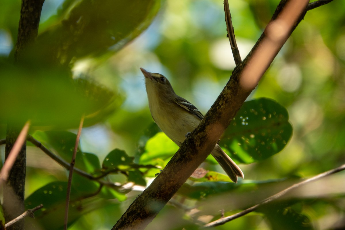 Mangrove Vireo (Southern Central America) - ML643614183