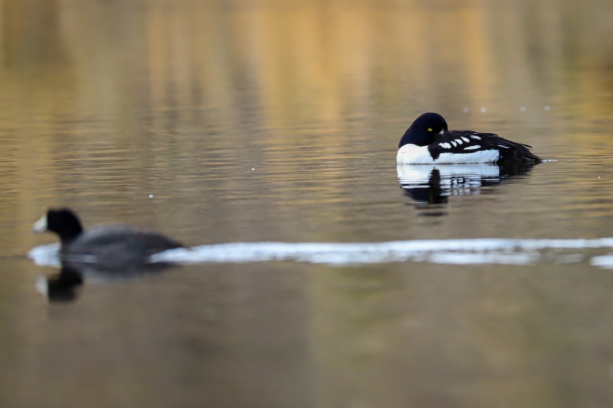Barrow's Goldeneye - ML643614186