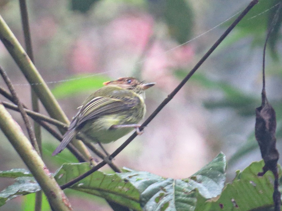 Scale-crested Pygmy-Tyrant - ML643614207