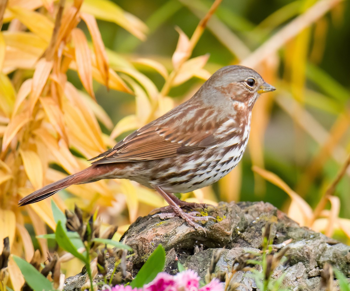 Fox Sparrow - ML643614233