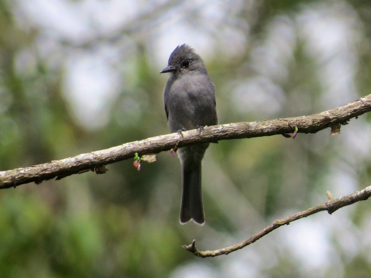 Smoke-colored Pewee - ML643614246