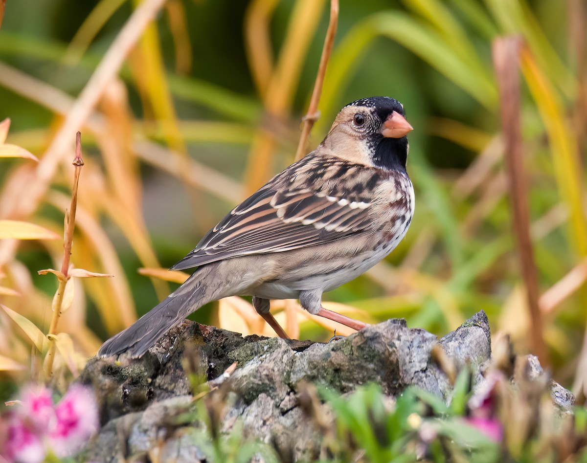 Harris's Sparrow - ML643614249