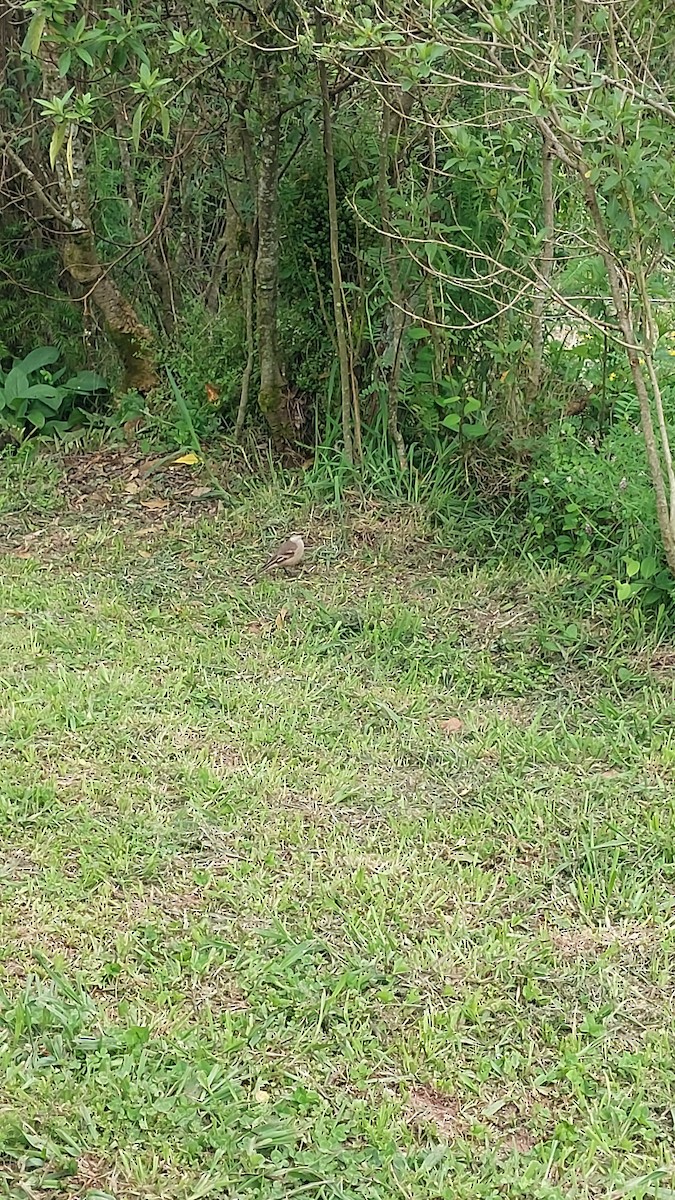 Long-tailed Cinclodes (Long-tailed) - ML643614268