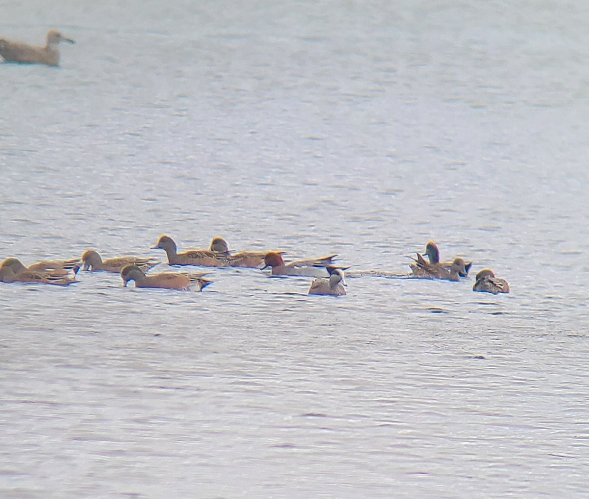 Eurasian Wigeon - ML643614270