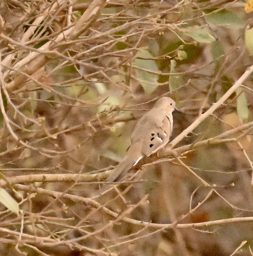 Colombe à longue queue - ML643614280