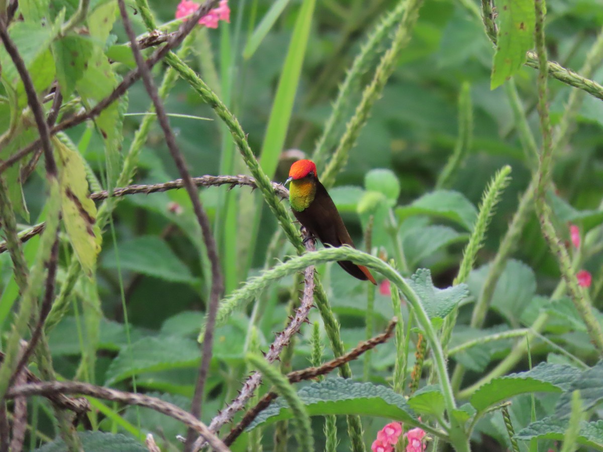 Ruby-topaz Hummingbird - ML643614287