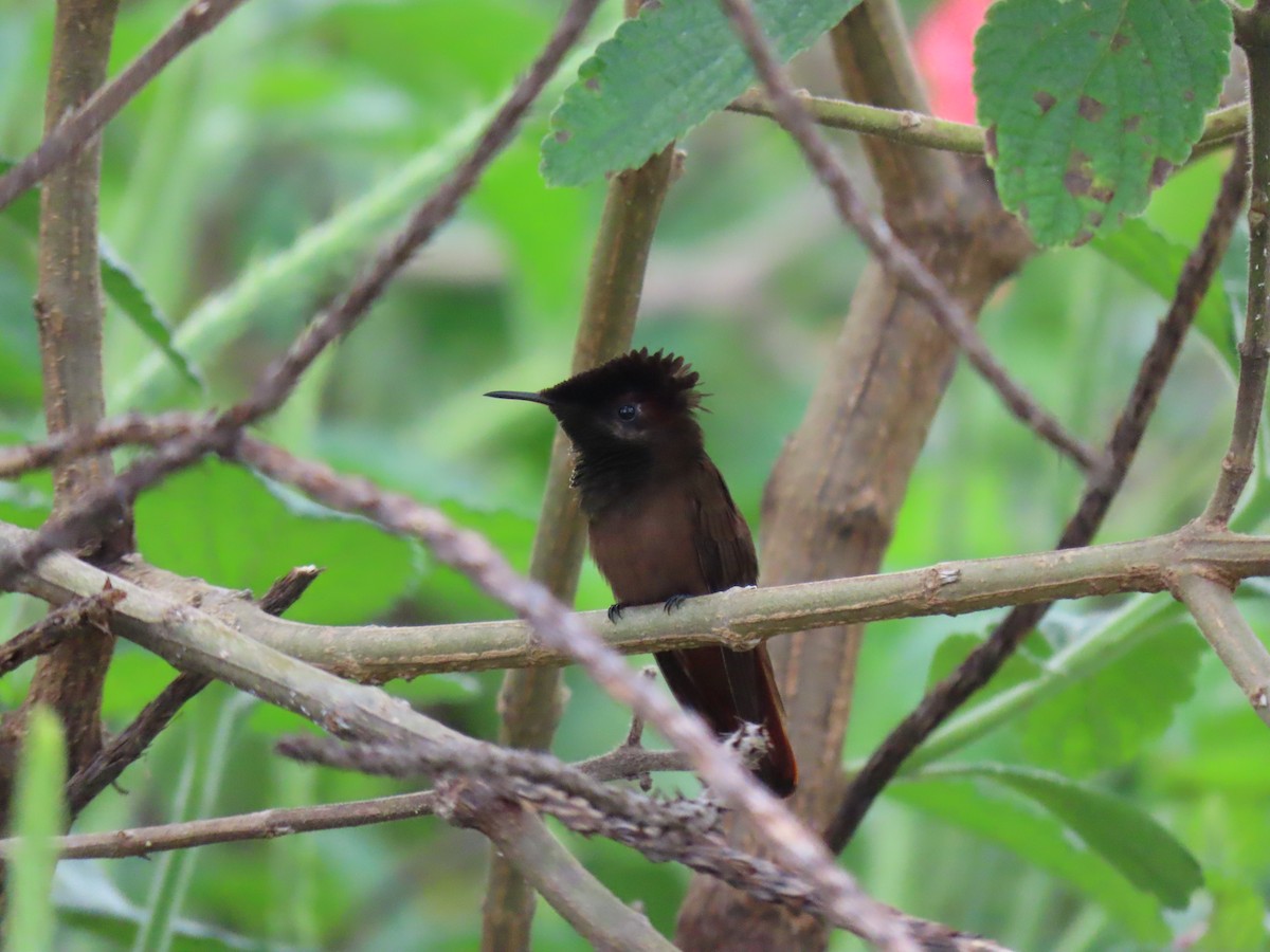 Ruby-topaz Hummingbird - ML643614288