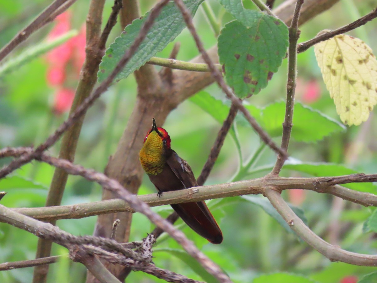 Ruby-topaz Hummingbird - ML643614289