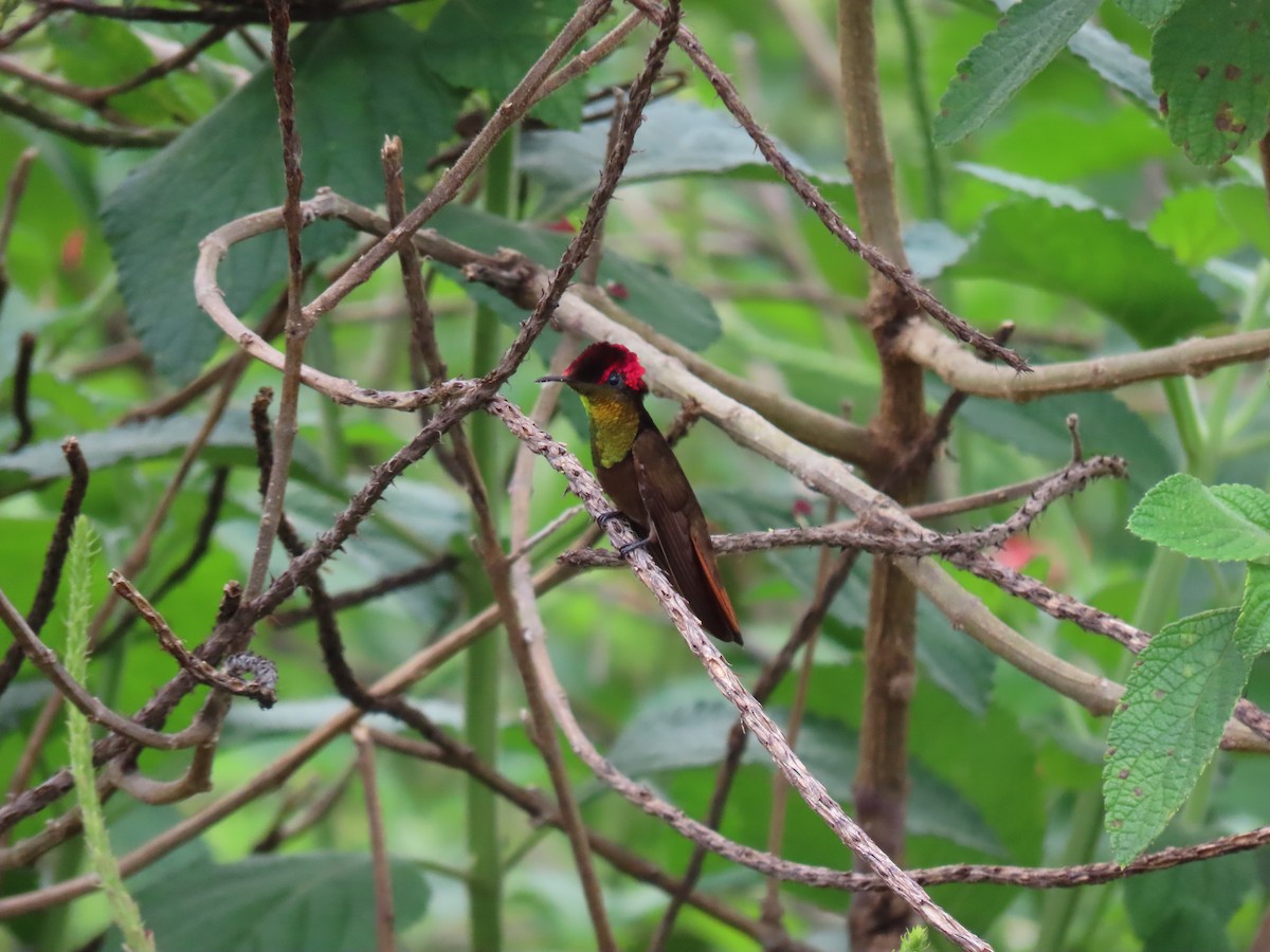 Ruby-topaz Hummingbird - ML643614290