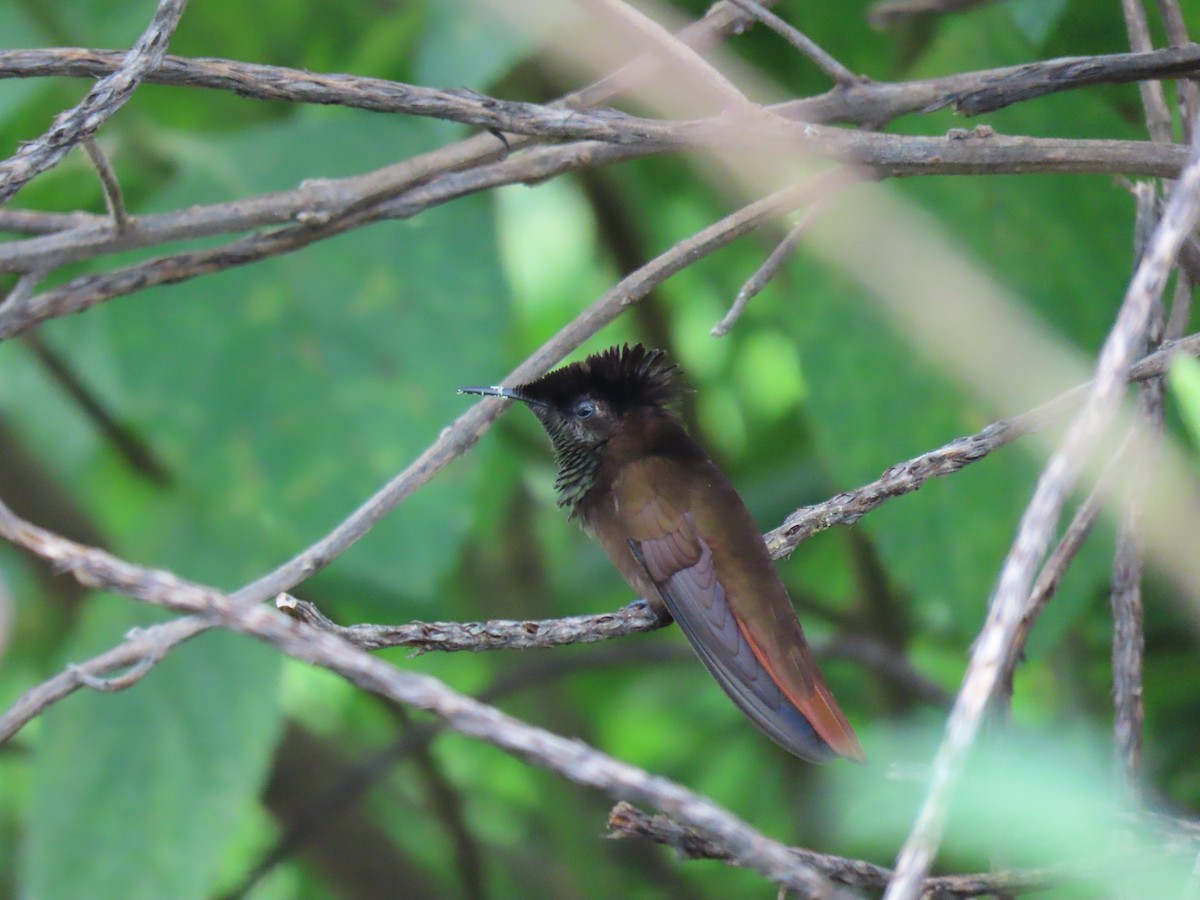 Ruby-topaz Hummingbird - ML643614291