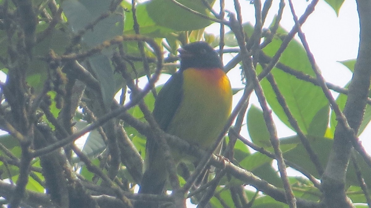 Handsome Fruiteater - ML643614300