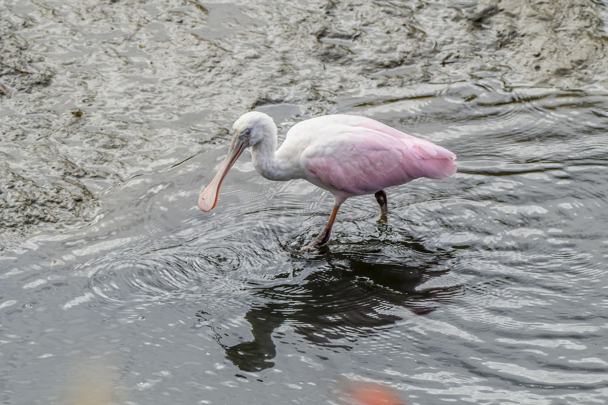 Roseate Spoonbill - ML643614311