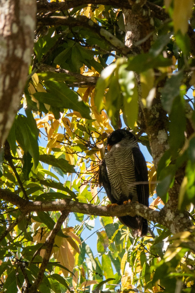 Black-and-white Owl - ML643614331
