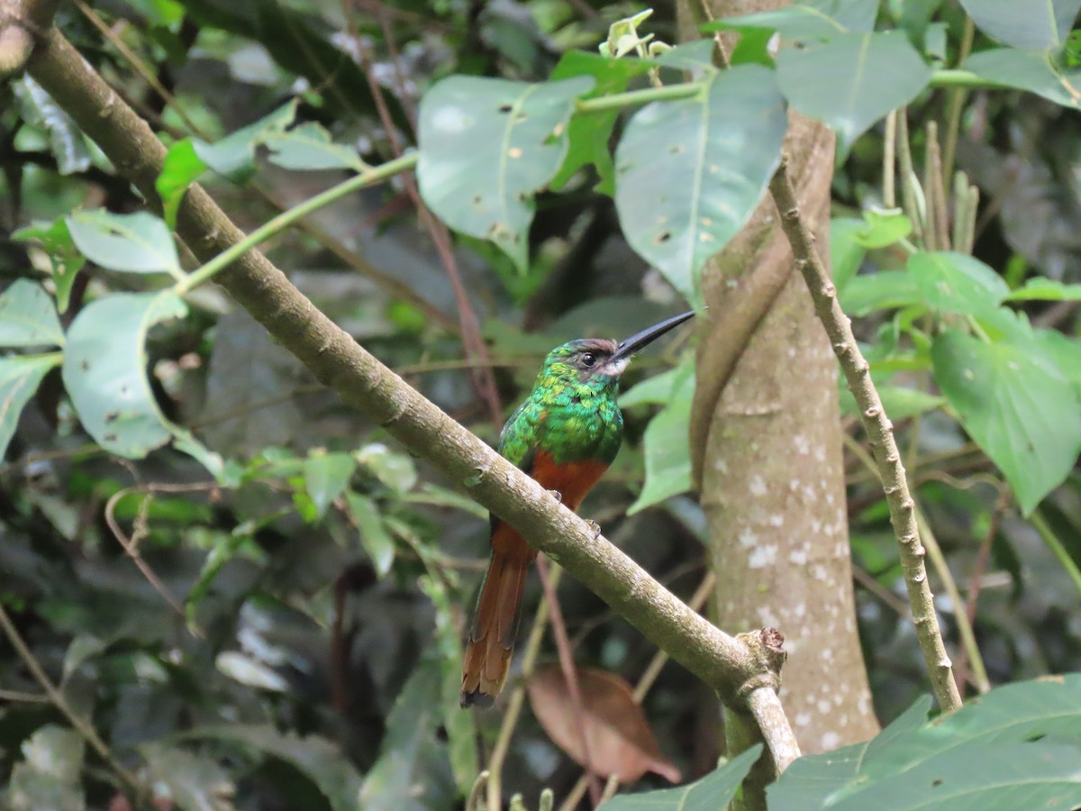 White-chinned Jacamar - ML643614350