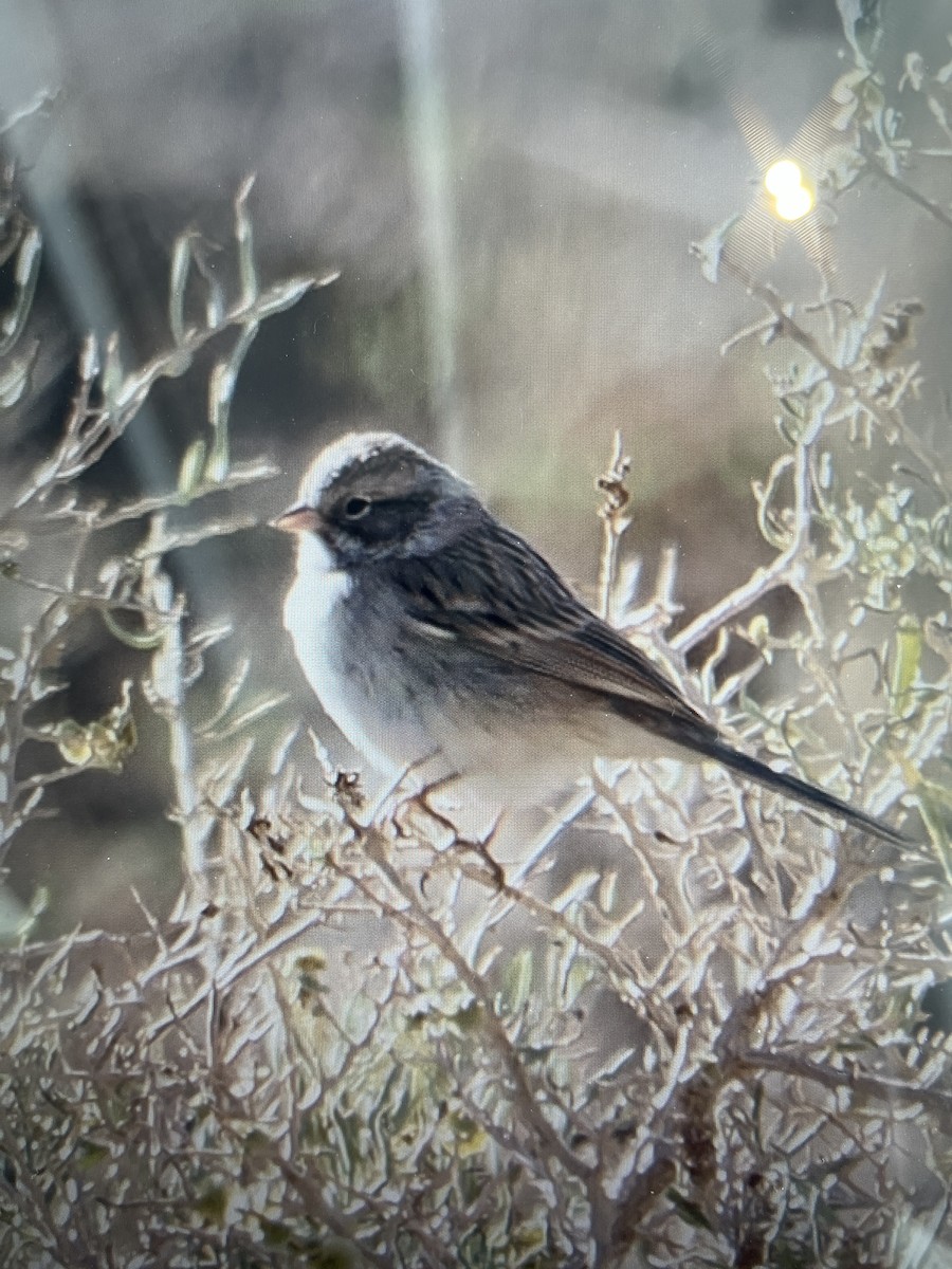 Brewer's Sparrow - ML643614360