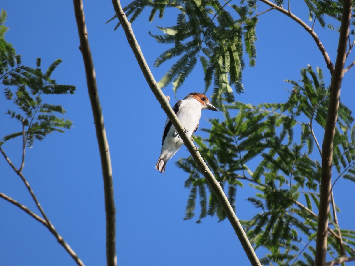 Black-crowned Tityra - ML643614375