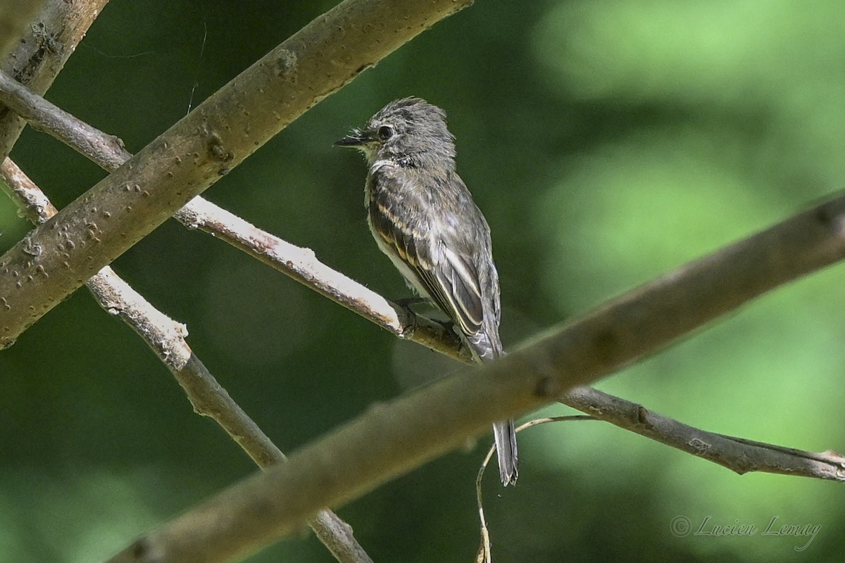 Eastern Wood-Pewee - ML643614381