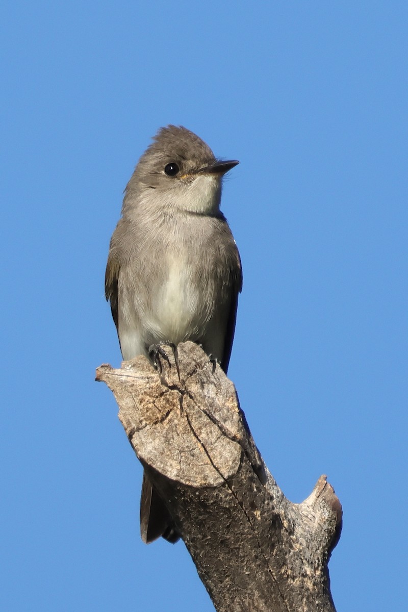 Western Wood-Pewee - ML643614382