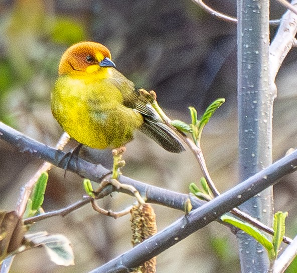Fulvous-headed Brushfinch - ML643614396