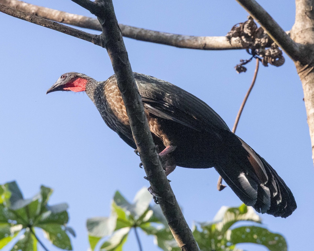 Spix's Guan - ML643614423