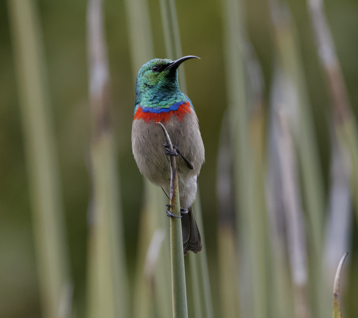 Southern Double-collared Sunbird - ML643614437