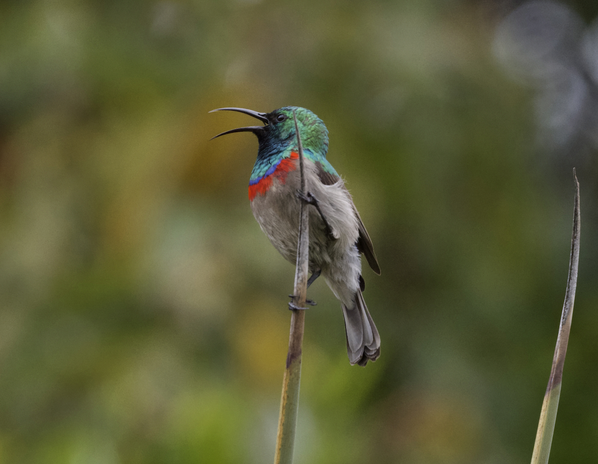 Southern Double-collared Sunbird - ML643614438