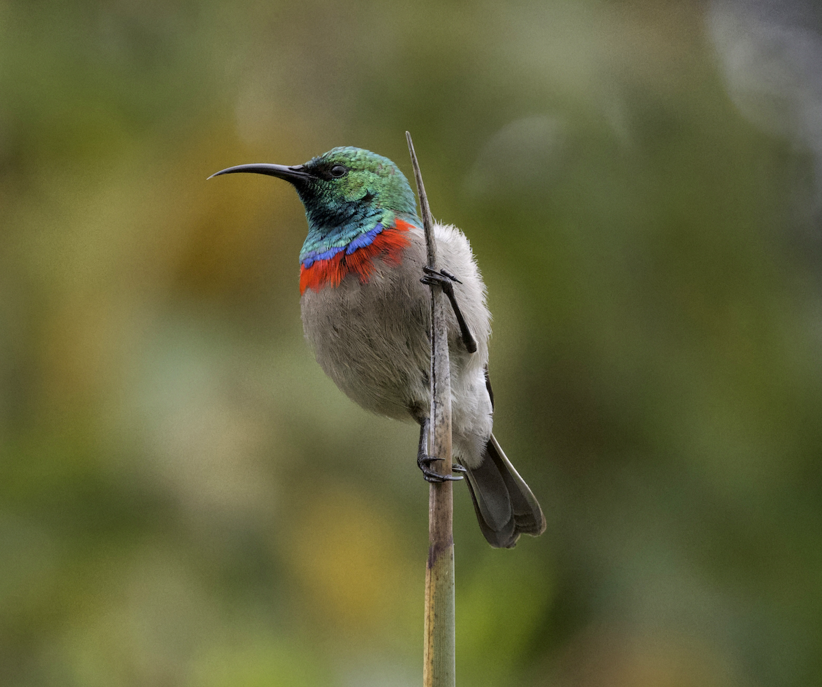 Southern Double-collared Sunbird - ML643614439