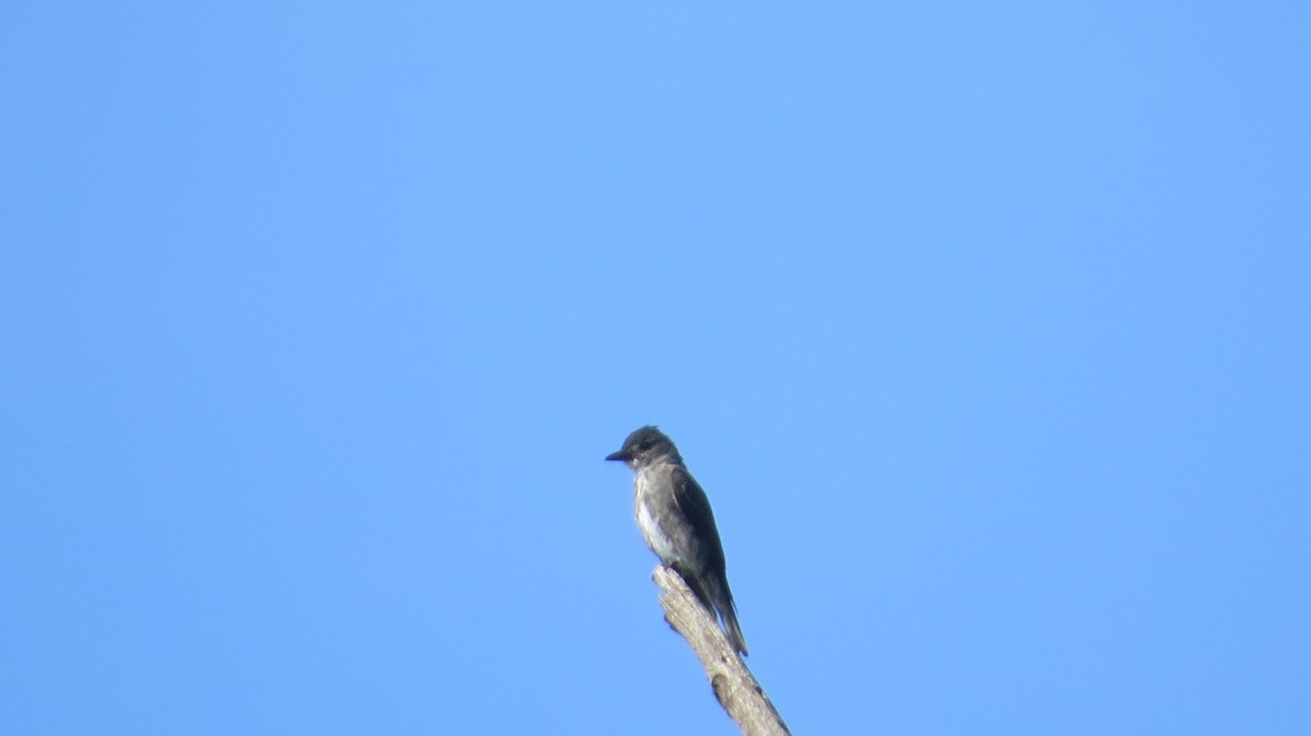 Olive-sided Flycatcher - ML643614449