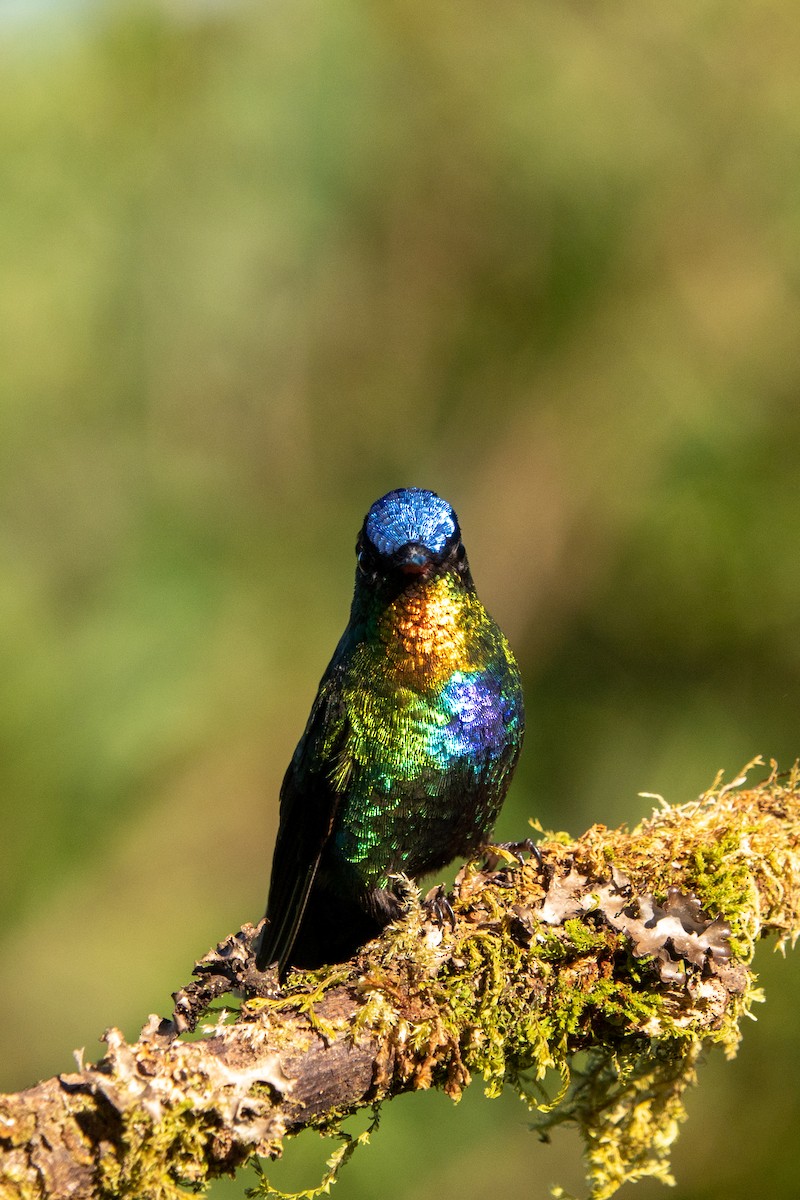 Fiery-throated Hummingbird - ML643614451