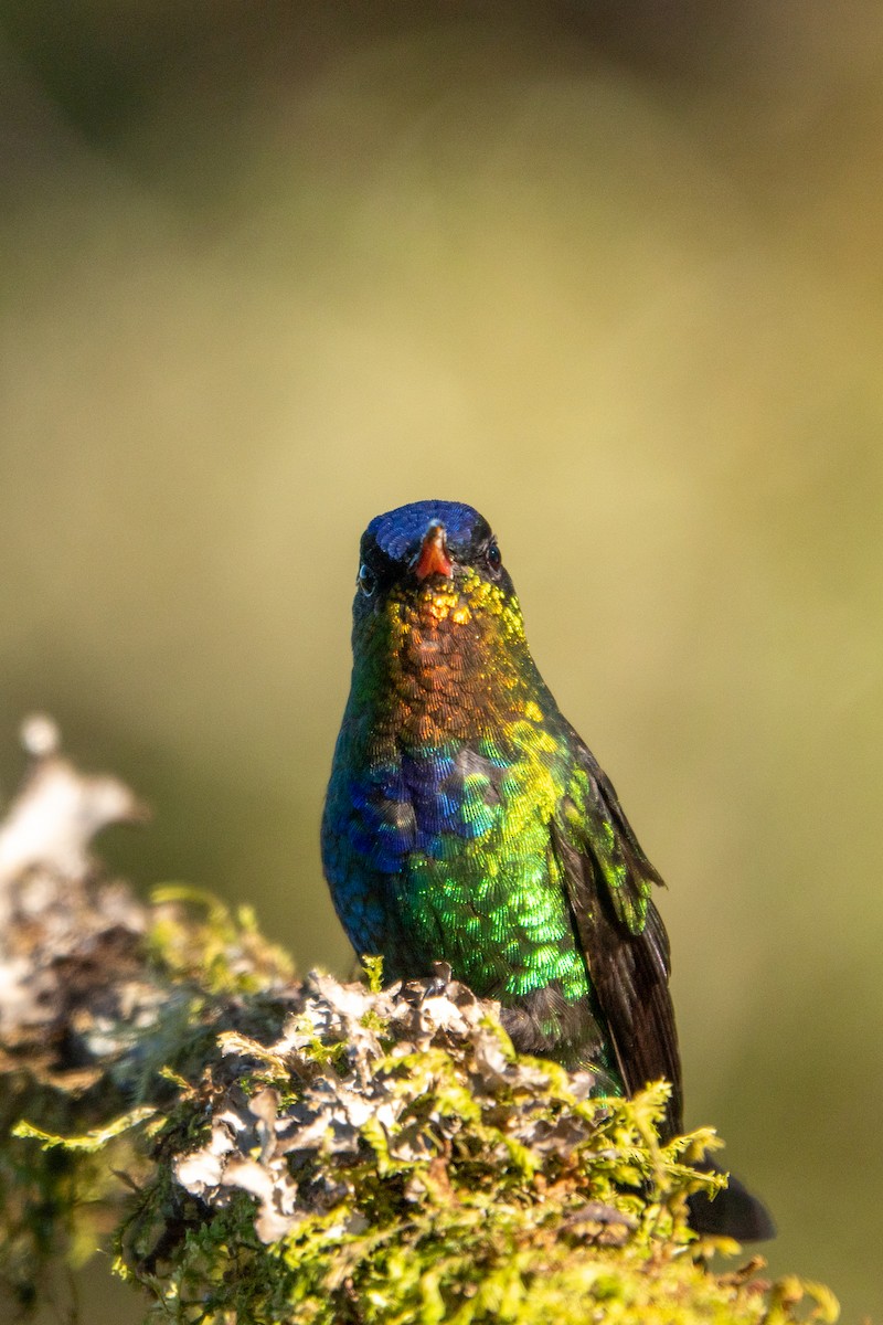 Fiery-throated Hummingbird - ML643614453