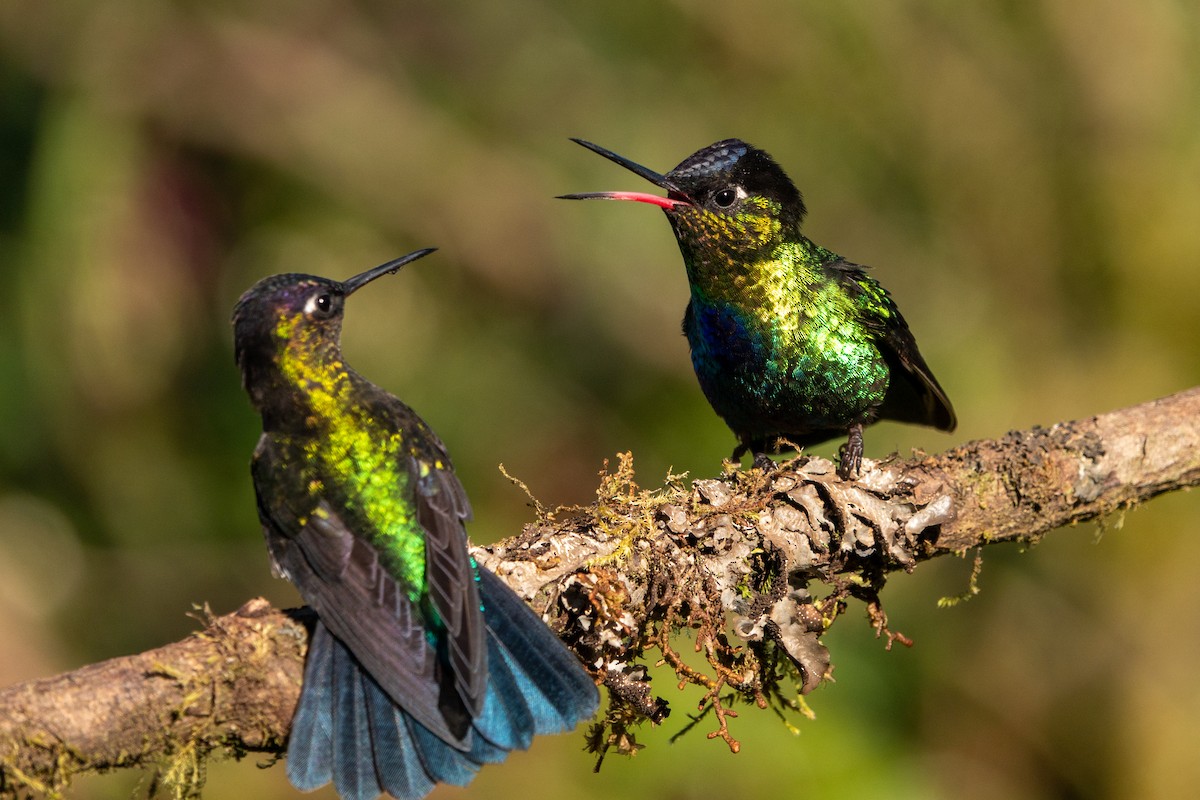 Fiery-throated Hummingbird - ML643614454
