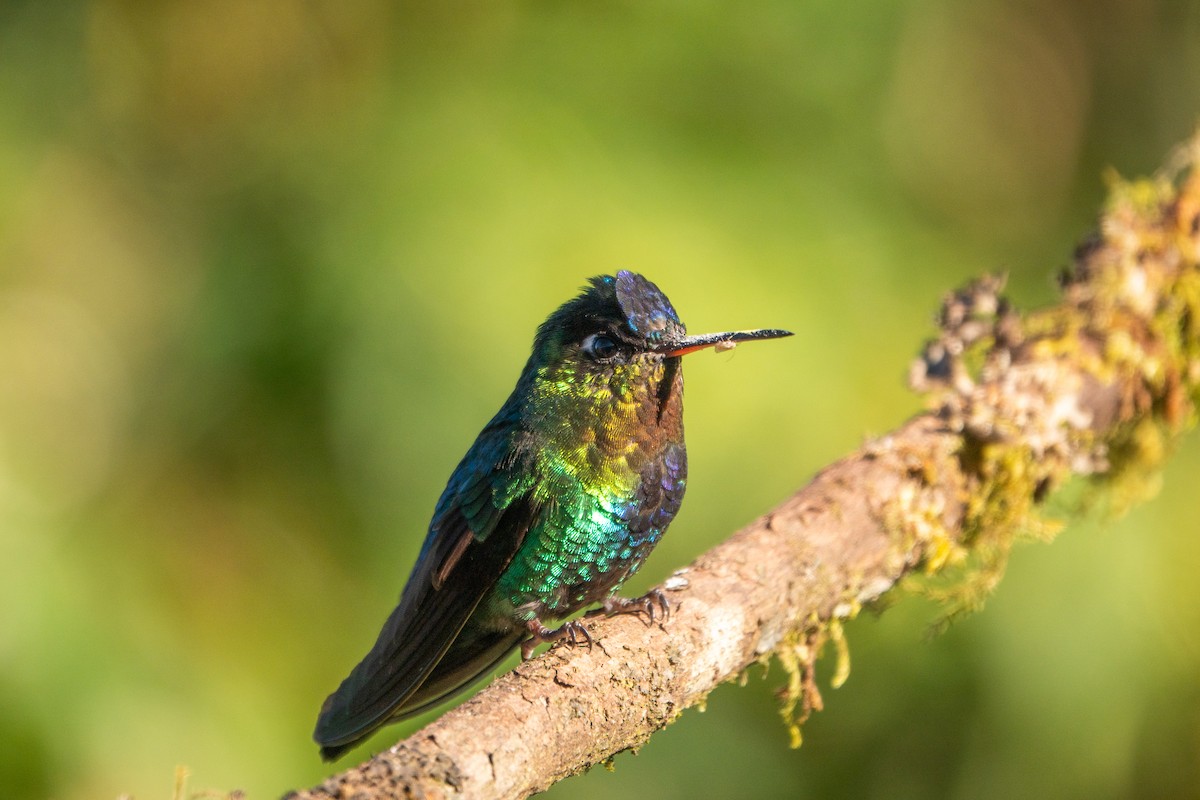 Fiery-throated Hummingbird - ML643614455