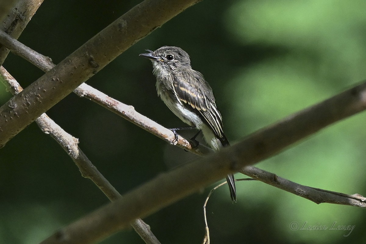 Eastern Wood-Pewee - ML643614466